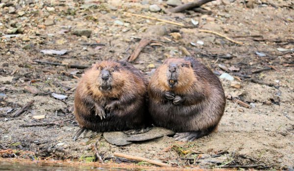 Two beavers