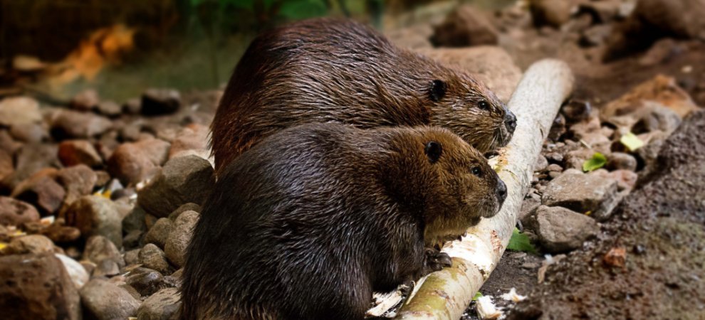 Beavers chewing wood