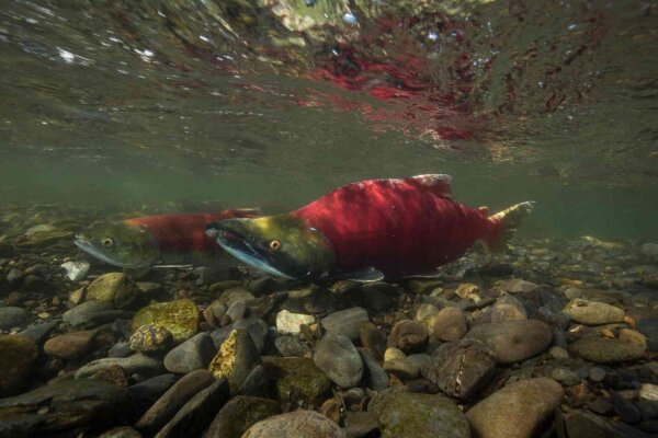 Image of salmon on the rocky floor of a shallow creek