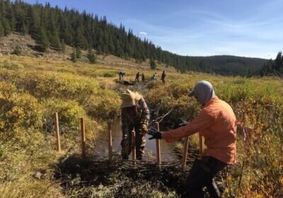 Colorado BeaverCorps Members join forces in Gunnison National Forest