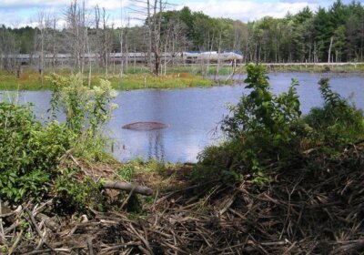 Beaver pond where our first Pioneer Valley Wetland Volunteers flow device was installed in 1998.