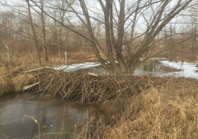 Beaver dam in MD trapping sediment