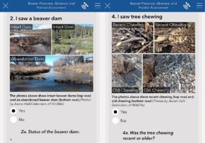 iBeaver: A Community Science App for Beaver!