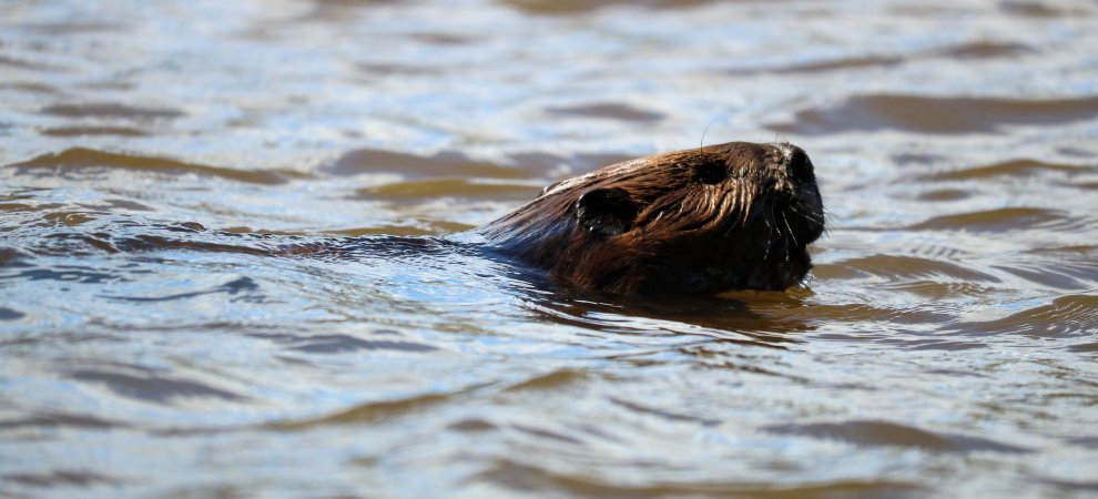 Beaver swimming