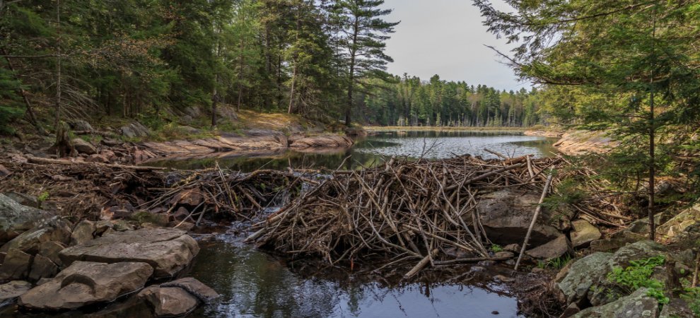 Beaver dam